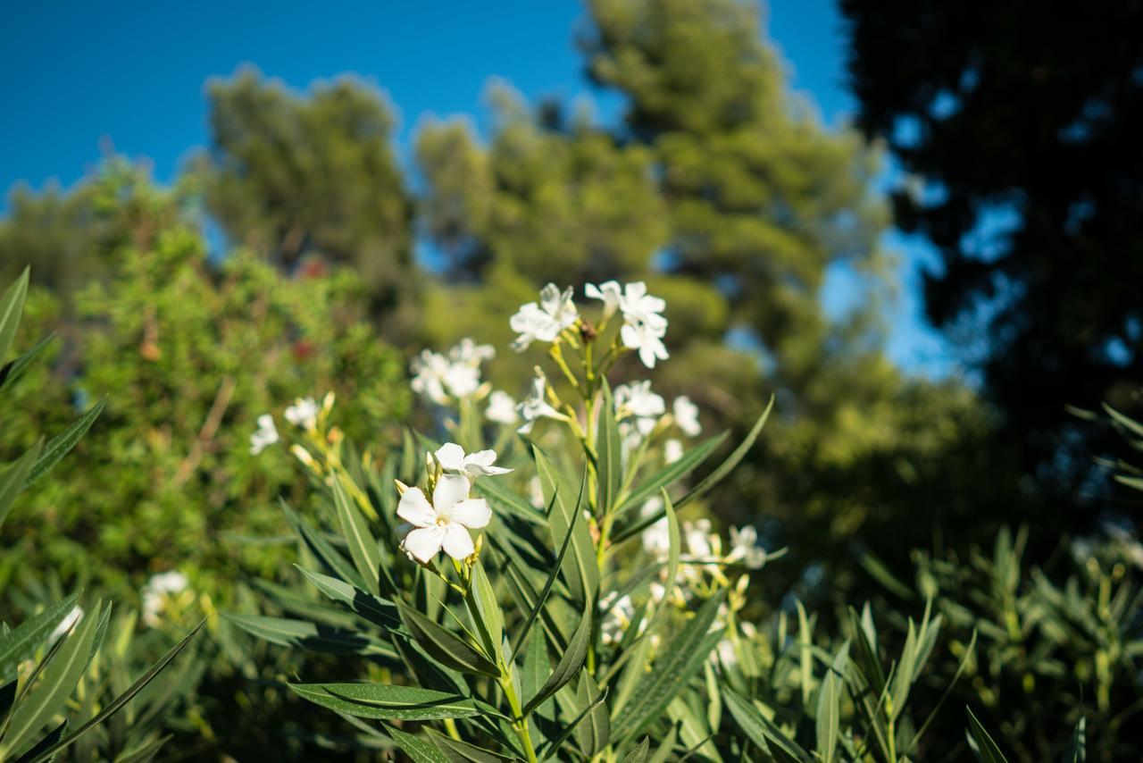 Domaine De Saint Clair Bed & Breakfast Aix-en-Provence Eksteriør bilde